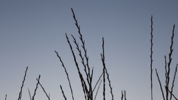 Oreilles Herbe Coucher Soleil Beau Dégradé Couleurs Naturelles — Video