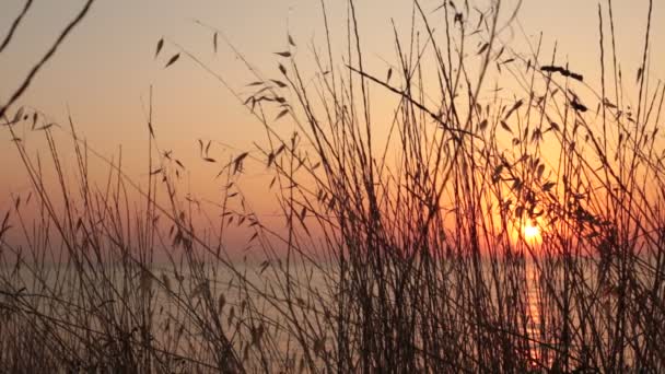 Oreilles Herbe Coucher Soleil Beau Dégradé Couleurs Naturelles — Video