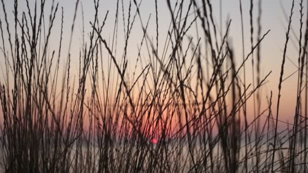 Orecchie Erba Tramonto Una Bella Sfumatura Colori Naturali — Video Stock