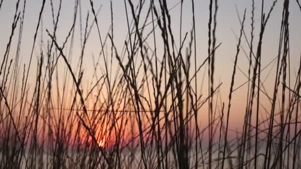 Oren Van Gras Zonsondergang Een Prachtige Gradiënt Van Natuurlijke Kleuren — Stockvideo