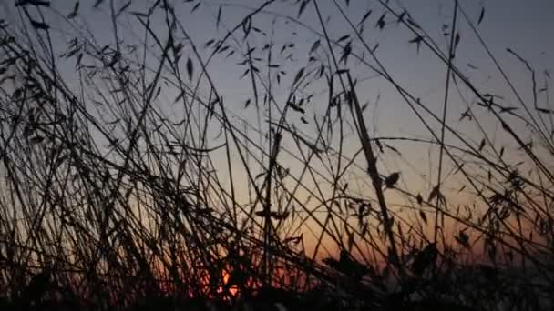 Ører Græs Solnedgang Smuk Gradient Naturlige Farver – Stock-video