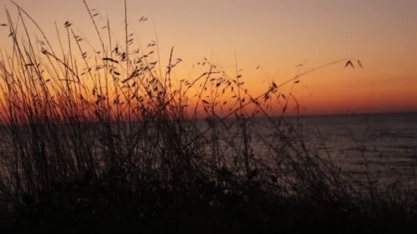 Ähren Von Gras Und Sonnenuntergang Ein Schöner Verlauf Natürlicher Farben — Stockvideo