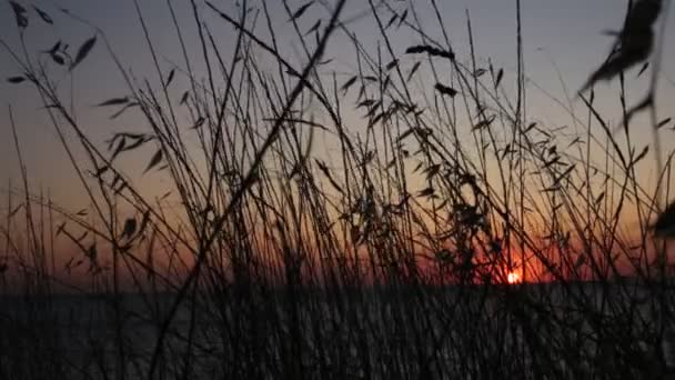 Oreilles Herbe Coucher Soleil Beau Dégradé Couleurs Naturelles — Video