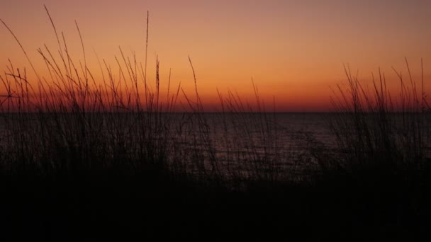 Orecchie Erba Tramonto Una Bella Sfumatura Colori Naturali — Video Stock