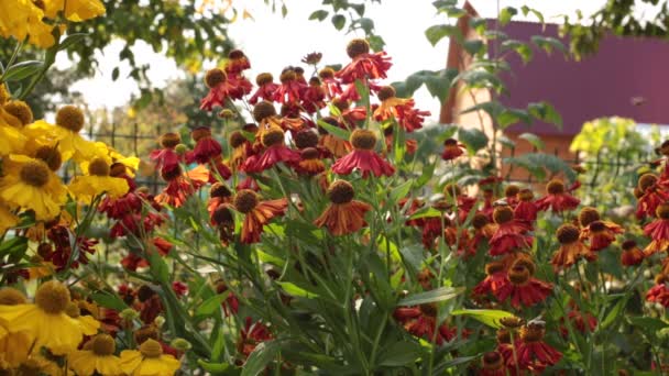 Blommor Och Getingar Och Bin Samla Nektar — Stockvideo