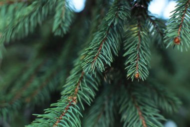 Noel ağacı yeşil kozalaklı tüm yıl boyunca, ladin üzerinde küçük keskin dikenler