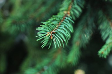 Noel ağacı yeşil kozalaklı tüm yıl boyunca, ladin üzerinde küçük keskin dikenler