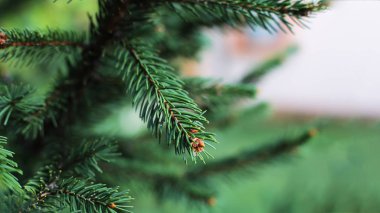 Noel ağacı yeşil kozalaklı tüm yıl boyunca, ladin üzerinde küçük keskin dikenler