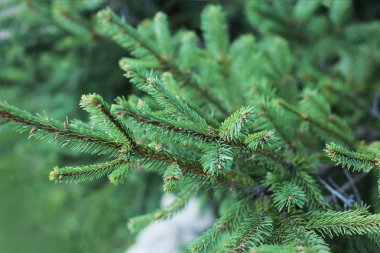 Noel ağacı yeşil kozalaklı tüm yıl boyunca, ladin üzerinde küçük keskin dikenler