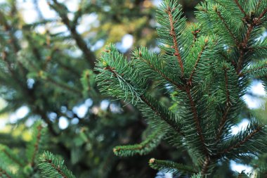 Noel ağacı yeşil kozalaklı tüm yıl boyunca, ladin üzerinde küçük keskin dikenler