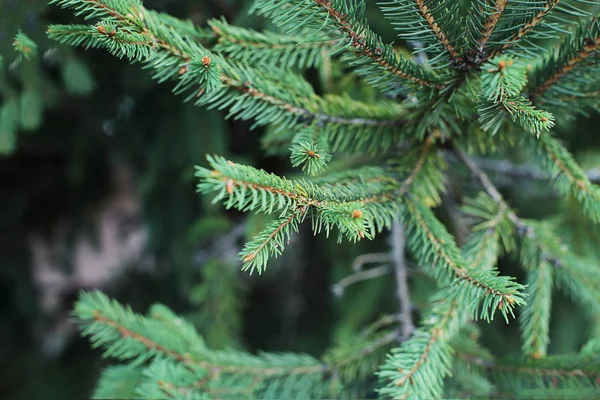 Árbol Navidad Verde Coníferas Todo Año Pequeñas Espinas Afiladas Abeto —  Fotos de Stock