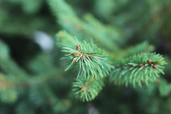 크리스마스 가문비 나무에 날카로운 — 스톡 사진