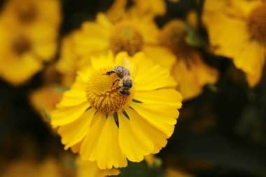 güzel çiçekler ve bitkiler bahçe manzara