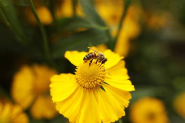 güzel çiçekler ve bitkiler bahçe manzara