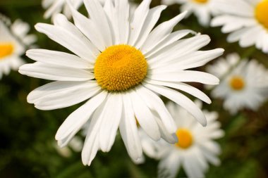 güzel çiçekler ve bitkiler bahçe manzara