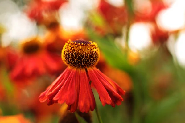 Summer Background Green Growing Plants — Stock Photo, Image