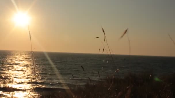 Beauté Naturelle Flore Faune Relaxation Vidéo — Video