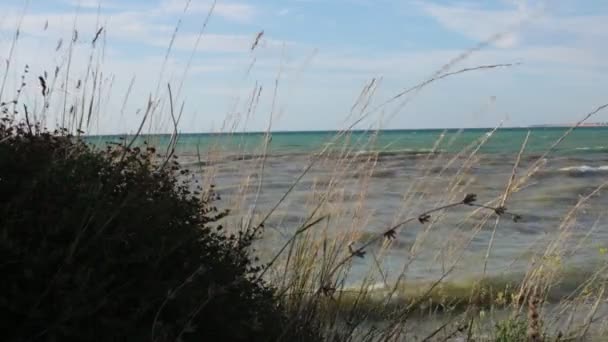 Beauté Naturelle Flore Faune Relaxation Vidéo — Video