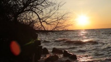 Bitki örtüsünün doğal güzelliği ve rahatlama videosu