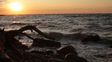 Bitki örtüsünün doğal güzelliği ve rahatlama videosu