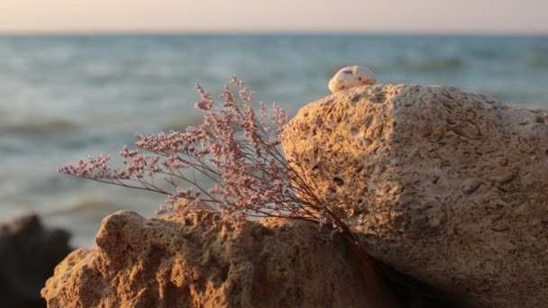 Φυσική Ομορφιά Της Χλωρίδας Και Της Πανίδας Βίντεο Χαλάρωσης — Αρχείο Βίντεο