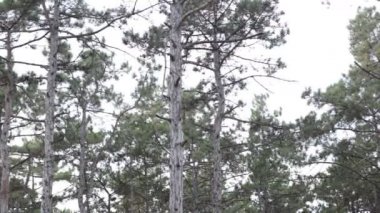 Bitki örtüsünün doğal güzelliği ve rahatlama videosu