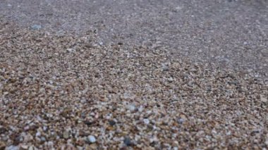 Bitki örtüsünün doğal güzelliği ve rahatlama videosu