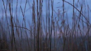 Bitki örtüsünün doğal güzelliği ve rahatlama videosu