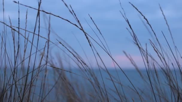 Naturlig Skönhet Flora Och Fauna Avkoppling Video — Stockvideo