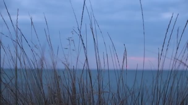 Beauté Naturelle Flore Faune Relaxation Vidéo — Video