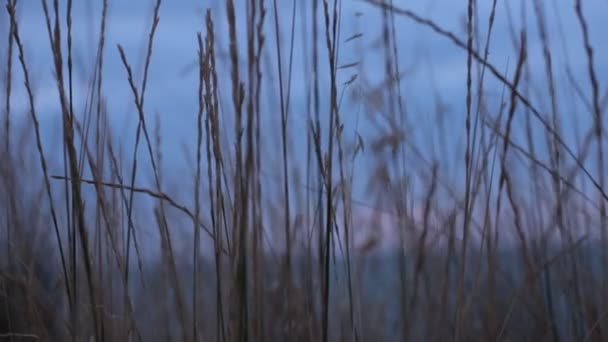 Природна Краса Флори Фауни Релаксації Відео — стокове відео
