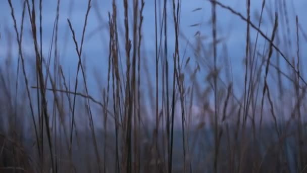 Naturlig Skönhet Flora Och Fauna Avkoppling Video — Stockvideo