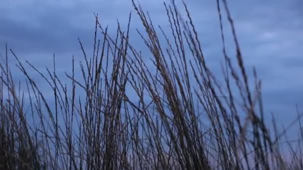 Naturschönheiten Der Flora Und Fauna Entspannungsvideo — Stockvideo