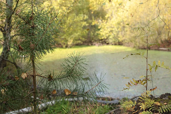 Sumpflandschaft Herbst Wald Auf Einem Sumpf — Stockfoto