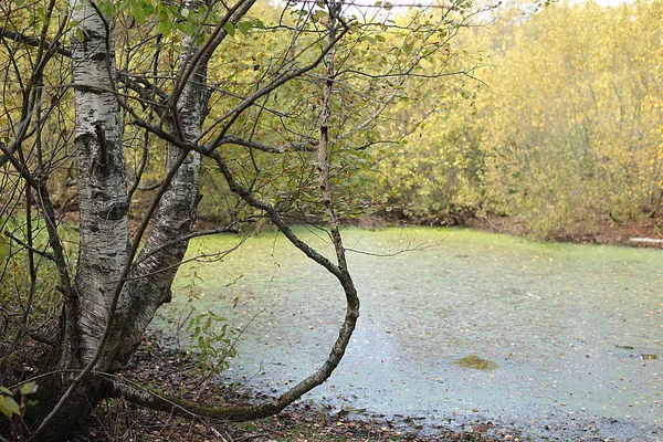 秋天的沼泽地 在森林的泥泞中 — 图库照片