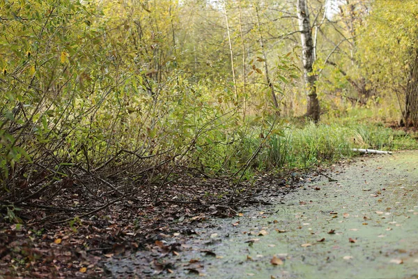 Moeraslandschap Herfst Het Bos Een Moeras — Stockfoto