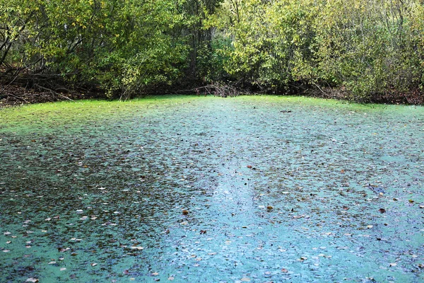 Paysage Marécageux Automne Dans Forêt Sur Une Boue — Photo