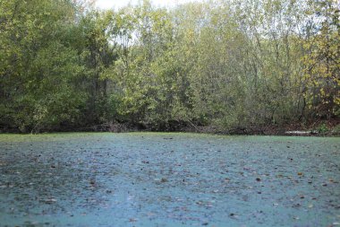 Sonbahar orman manzarası bataklığa düşer.
