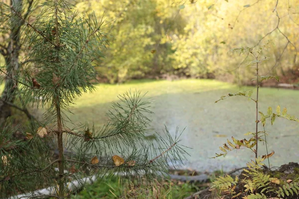 Automne Forêt Paysage Tomber Dans Marais — Photo