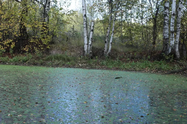 Automne Forêt Paysage Tomber Dans Marais — Photo