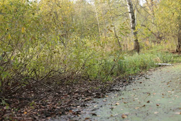 秋天的森林景观落在沼泽地里 — 图库照片