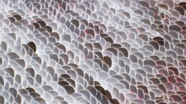 Beyaz pulların parlak beyaz arkaplanı