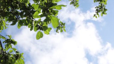 Ağaç yapraklarının ve mavi gökyüzünün alt manzarası. Küçük bir esinti. Hoş bir yaz meltemi.