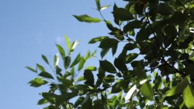 Ağaç yapraklarının ve mavi gökyüzünün alt manzarası. Küçük bir esinti. Hoş bir yaz meltemi.