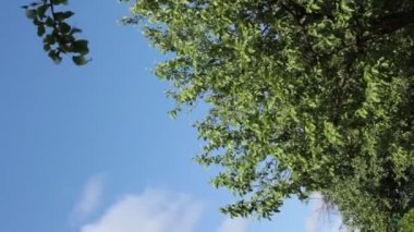 Ağaç yapraklarının ve mavi gökyüzünün alt manzarası. Küçük bir esinti. Hoş bir yaz meltemi.