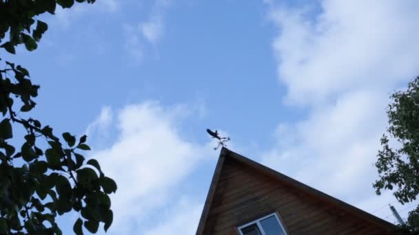 Bottom View Tree Foliage Blue Sky Small Breeze Pleasant Breeze — Stock Video