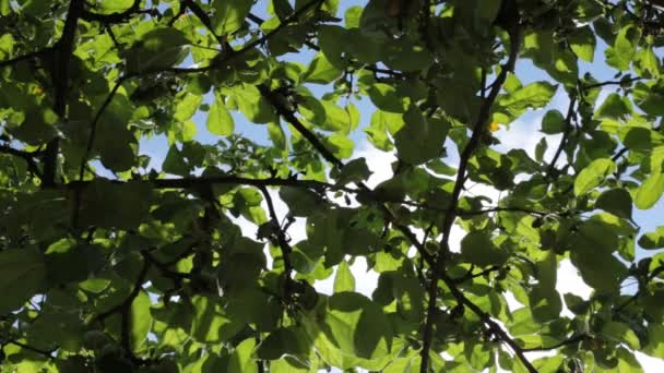 Vista Inferior Del Follaje Del Árbol Cielo Azul Brisa Pequeña — Vídeos de Stock