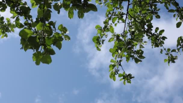 Vista Inferior Del Follaje Del Árbol Cielo Azul Brisa Pequeña — Vídeos de Stock