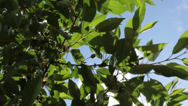 Dolny Widok Drzew Liści Błękitne Niebo Mały Wiatr Przyjemny Wiatr — Wideo stockowe