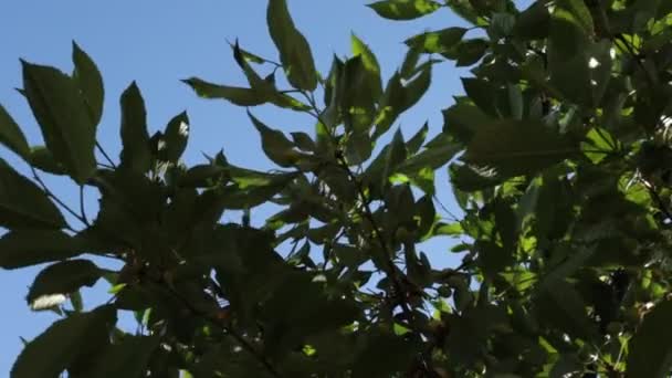 Vista Inferior Del Follaje Del Árbol Cielo Azul Brisa Pequeña — Vídeos de Stock